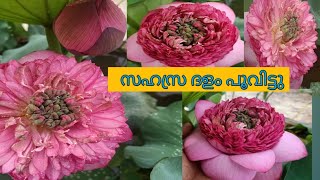 എന്റെ വീട്ടിൽ സഹസ്ര ദളം (1000 petal )താമര പൂവിട്ടു