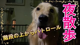 ゴールデンレトリバーるきちゃん１歳！夜散歩を公開！途中いたずらいーぬになります(+_+)