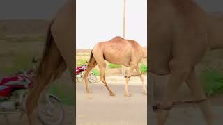 Female Camel Jumping In Road | Camel Of Thar