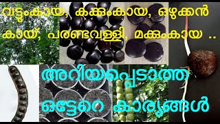 വട്ടുംകായ | കക്കുംകായ | പരണ്ടവള്ളി | മക്കുംകായ | പരണ്ടക്കായ | കക്ക് | കടൽക്കായ | ഒഴുക്കൻകായ്