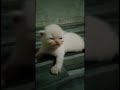 white persian cat new born baby വെള്ള പേർഷ്യൻ പൂച്ച കുട്ടി