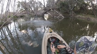 BOOM!! Murray Cod Surface Action