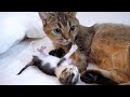 Kiki the cat has given birth to one kitten!