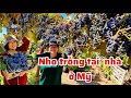 Thu hoạch ba thùng táo tàu nho tím chín trĩu cành tại nhà chị Mi ở Mỹ