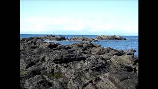 三戸海岸 富士山と海鳥達・2018年11月23日