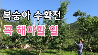 복숭아 수확 전에 반드시 이것 해 주세요