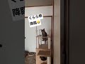 くらら様降臨🤣 ねこ ねこのいる暮らし ねこのいる生活 ねこ好き ねこ部 保護猫