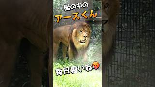 檻の中のアースくん 【ロックオン】 #のんほいパーク #豊橋動物園 #ライオン #アース #シルク