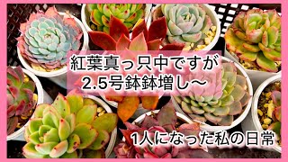 [多肉植物]紅葉真っ只中ですが…2.5号鉢鉢増し〜^_^1人になった私の戯言