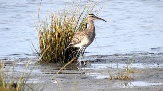 Whimbrel (Numenius phaeopus)