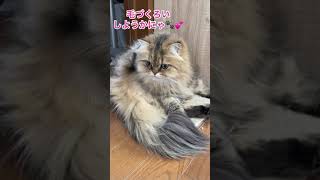 ペルシャ猫ちょこの気まぐれポーズ　#shorts #persiancat #ネコ【チンチラゴールデン】