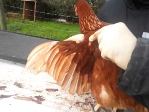 beginners guide:- how to clip a chicken's Wing beginners guide:- how to clip a chicken's Wing