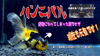 【金魚】ハンニバル　肉瘤をかじられたオランダ　元気です！。