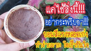 สุดตะลึงอย่ากระพริบตา!!!เร่งบอนสีโตเร็ว แทงหลอดแตกกอเก่ง บํารุงราก ลำต้นให้แข็งแรง#น้องนุ้ยchannel