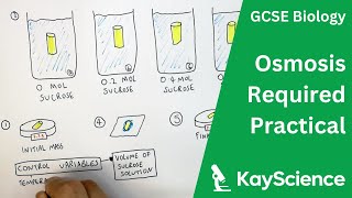 GCSE Biology – Osmosis in Potatoes Required Practical