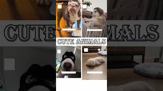 cute animals funny video trending shorts 🥰 #funnycomedyshort #cuteanimalsfunnyvideos