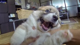 cute corgi puppies face / コーギー子犬を抱っこしてみた 20150606 Part 8 welsh corgi pembroke