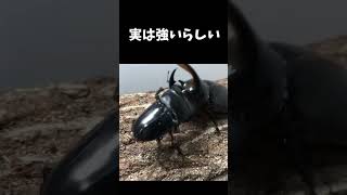 ネプチューンオオカブトvsダイオウヒラタクワガタ