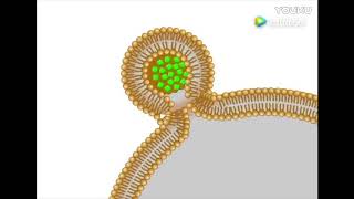 脂質體如何提高營養素吸收效果? How Liposome increase absorption of the nutrients?