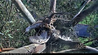 Red Tailed Hawk attacks Great Horned Owl ~ A fight for the nest