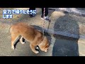 柴犬そら君　荒れた海が怖いらしい