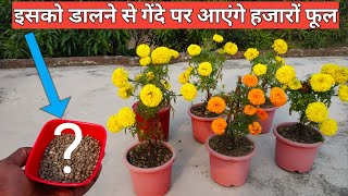 इसको डालने से गेंदे पर आएंगे हजारों फूल | Magical Fertilizer For Marigold Plant