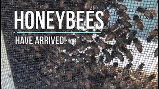 The Honeybees are here!