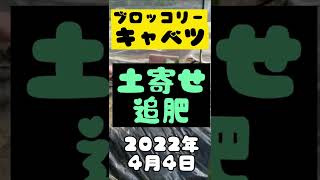 キャベツ　ブロッコリーの土寄せ　追肥　中耕　無農薬　ボカシ肥料　サステナブルな家庭菜園　#shorts