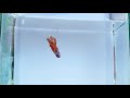 red yellow and orange nemo galaxy betta fish 赤黄色とオレンジ色のネモギャラクシーベタフィッシュ