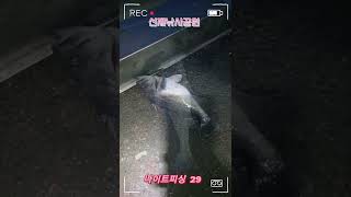 선재낚시공원 나이트피싱 29 ( 낚시대 조심하세요 )