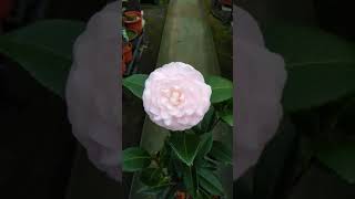 台中茶花camellia - 廣東粉20190321