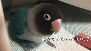 ボタンインコのボタンちゃん 豆ネタ集！