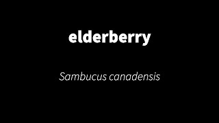 Sambucus canadensis - elderberry