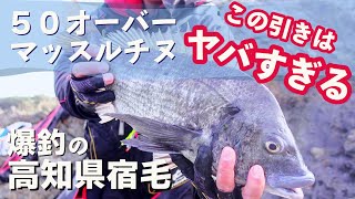 高知県宿毛でマッスルチヌを狙い撃ち。