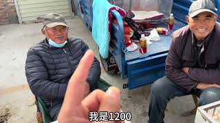 农村狗市马犬价格真是惊呆我了，竟然200就能拿！这价格低到离谱