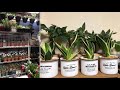 Garden Haul ni Plantita sa Japan/ indoor plant collections/ cactus and succulents #Short