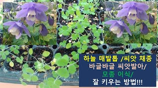 하늘 매발톱 잘 키우는 방법 /하늘 매발톱 씨앗채종/바글바글 올라온 새싹/모종 이식