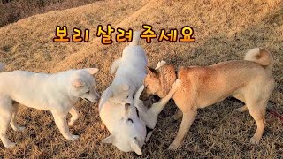 똥꼬 발랄 삼봉이들이 산책하면