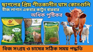 অধিক পুষ্টিগুণের শীতকালীন ঘাস || Cultivation methods of high nutrient winter grasses