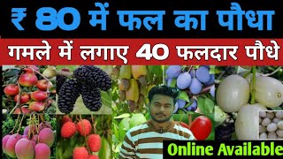 इस नर्सरी से घर बैठे मंगवाए सस्ते फलदार पौधे | fruit plant at home | awadh nursery malihabad