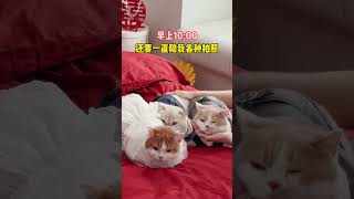 【矮脚虎凸凸】结个婚,小猫咪们感觉比我还累!#陪嫁猫咪  #被迫营业的猫猫