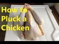 Plucking A Chicken | 50 Days of Harvest, Day 46 Part One