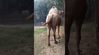 Camel | উট | মরুভুমির জাহাজ | Ship of desert #cordates #camel #উট #mammals #animalia #desertanimal