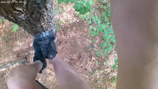 Foot slips while climbing branchless pine tree! -- Gopro climb