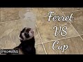 Monday Ferret Playtime, Ferret vs Cup (Ferret Business #79) フェレット遊び