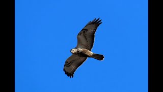 Káně rousná, Rough-legged Buzzard, Raufußbussard, Мохноногий канюк, Myszołów włochaty