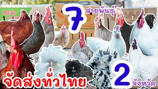 จัดส่งทั่วไทย พาน้องไก่ 7 สายพันธุ์ ไปบ้านใหม่ 2 จังหวัด จ.ปัตตานี จ.เชียงราย by คำเงินฟาร์ม