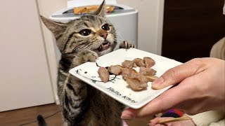 猫に初めてラム肉をあげるとこうなりますｗ