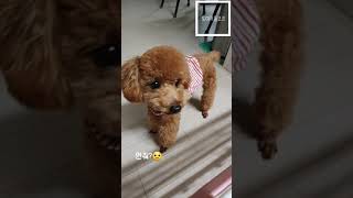 코코TV[Coco Tv] 아사삭 소리내며 사과 먹는 강아지 Toy poodle dog eating an apple while making noise.