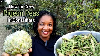 How I Grow And Harvest Pigeon Peas In Containers